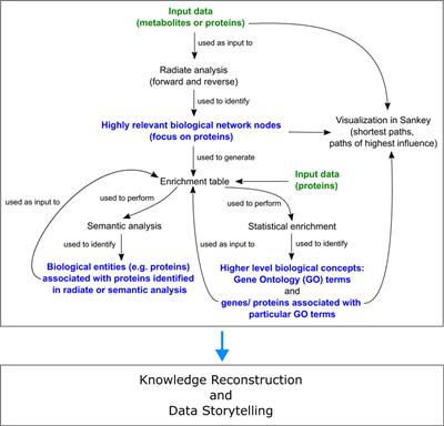 A Lifelike guided journey through the pathophysiology of pulmonary hypertension—from measured metabolites to the mechanism of action of drugs